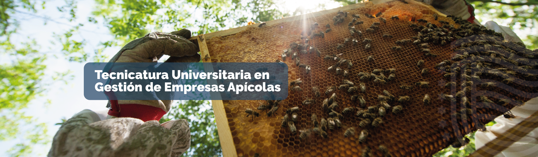 Tecnicatura Universitaria en Gestión de Empresas Apícolas